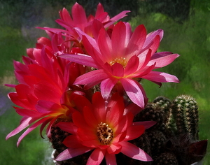 DSC02343Chamaecereus silvestrii cv. 'RAINBOW'