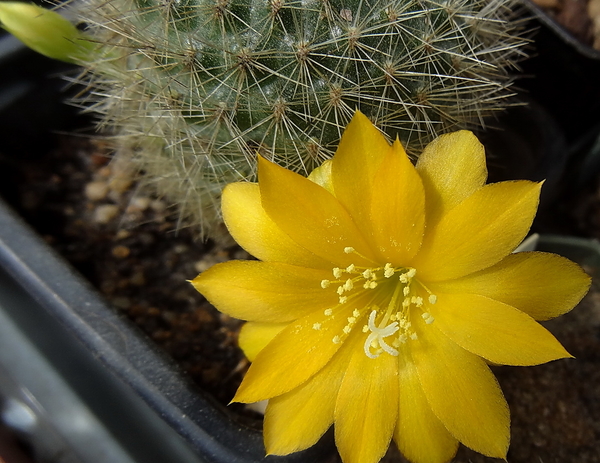 DSC02431Rebutia senilis v. kesselringiana