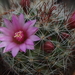 DSC02443Mammillaria fittkaui