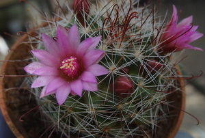 DSC02443Mammillaria fittkaui