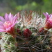 DSC02461Mammillaria fittkaui