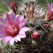 DSC02462Mammillaria fittkaui