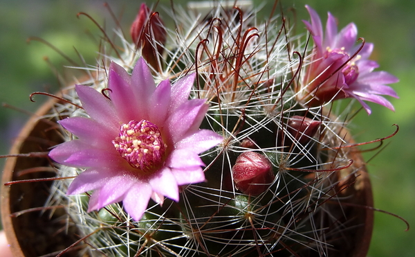 DSC02462Mammillaria fittkaui