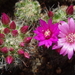 DSC02463Mammillaria glochidiata