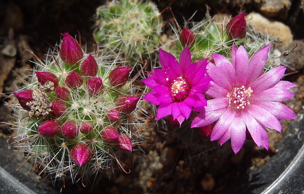 DSC02463Mammillaria glochidiata