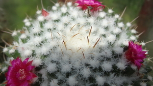 DSC02472Mammillaria polythele cv. Toluca