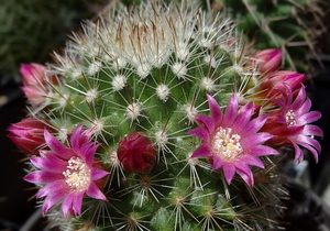 DSC02474Mammillaria spinosissima