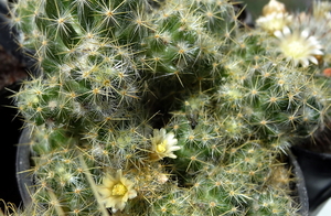 DSC02475Mammillaria prolifera ssp haitiensis