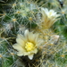 DSC02476Mammillaria prolifera ssp haitiensis