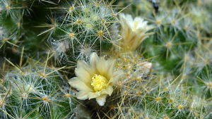 DSC02476Mammillaria prolifera ssp haitiensis