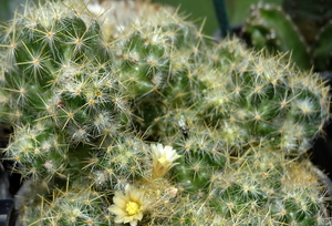 DSC02477Mammillaria prolifera ssp haitiensis