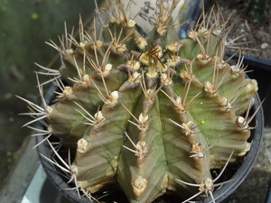 DSC02486Ferocactus glaucescens