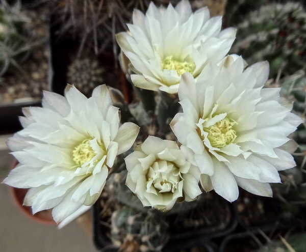 DSC02498Gymnocalycium taningaense P 212