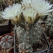 DSC02497Gymnocalycium taningaense P 212