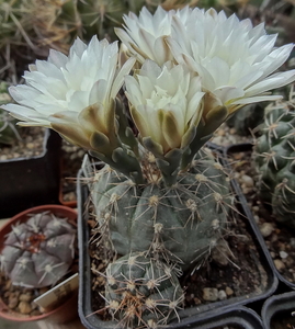 DSC02497Gymnocalycium taningaense P 212