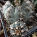 DSC02499Gymnocalycium taningaense P 212