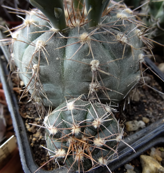 DSC02499Gymnocalycium taningaense P 212