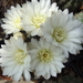 DSC02558Gymnocalycium taningaense P 212