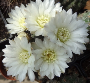 DSC02558Gymnocalycium taningaense P 212