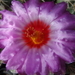 DSC02619Thelocactus bicolor