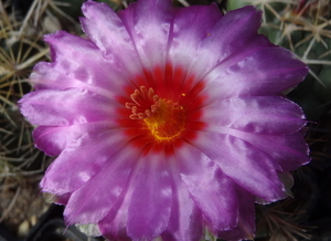 DSC02619Thelocactus bicolor