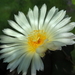 DSC02622Astrophytum myriostigma f. nudum