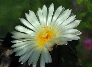 DSC02622Astrophytum myriostigma f. nudum