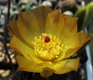 DSC02626Pterocactus tuberosus