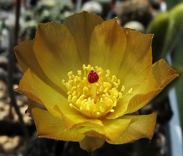 DSC02626Pterocactus tuberosus