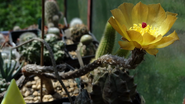 DSC02627Pterocactus tuberosus