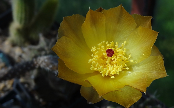 DSC02631Pterocactus tuberosus