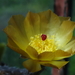 DSC02633Pterocactus tuberosus