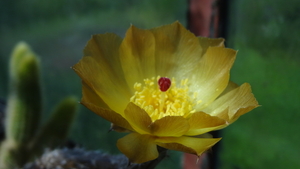 DSC02633Pterocactus tuberosus