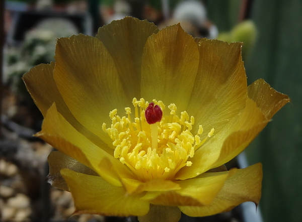 DSC02635Pterocactus tuberosus