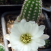 DSC02638Chamaecereus cv. Lincoln Snow