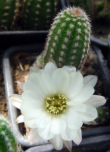 DSC02638Chamaecereus cv. Lincoln Snow