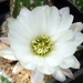 DSC02639Chamaecereus cv. Lincoln Snow