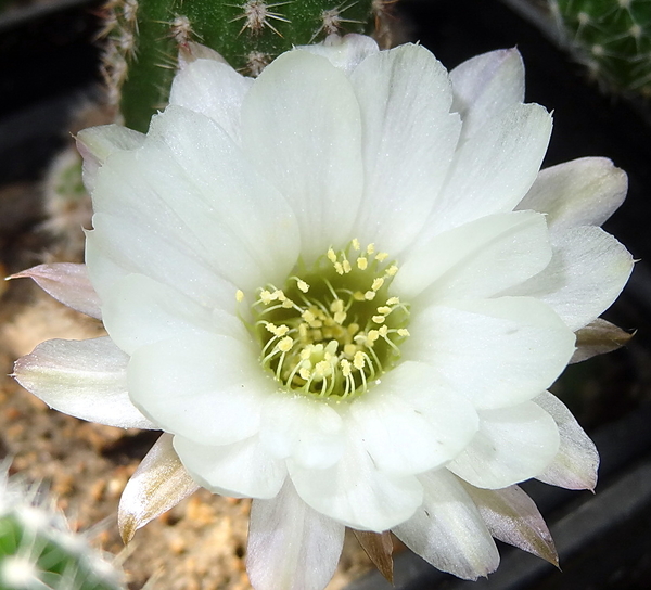 DSC02639Chamaecereus cv. Lincoln Snow