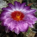 DSC02640Thelocactus bicolor