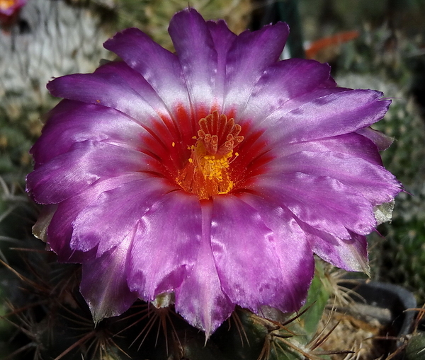 DSC02640Thelocactus bicolor