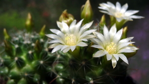 DSC02641Mammillaria zeilmanniana alba