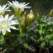 DSC02643Mammillaria zeilmanniana alba