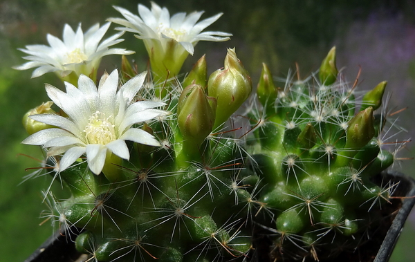 DSC02643Mammillaria zeilmanniana alba