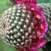 DSC02646Mammillaria matudae