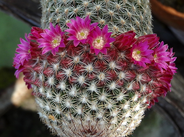 DSC02648Mammillaria matudae