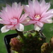 DSC02784Gymnocalycium leptanthum