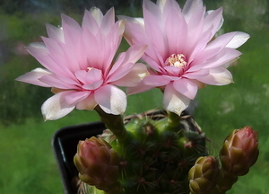 DSC02784Gymnocalycium leptanthum