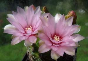 DSC02785Gymnocalycium leptanthum