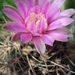 DSC02786Gymnocalycium neuhuberi