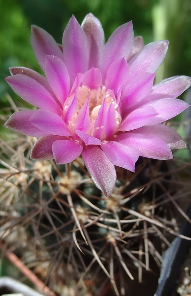 DSC02786Gymnocalycium neuhuberi